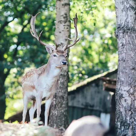 Familienhof Bruening - Waldblick *