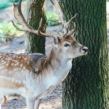 Familienhof Bruening - Waldblick Meppen