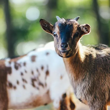 Familienhof Bruening - Waldblick