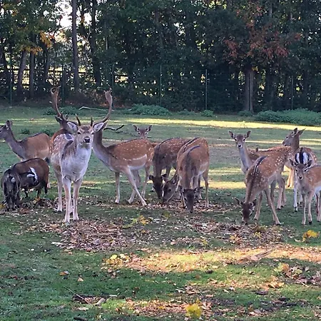 Familienhof Bruening - Waldblick Apartmán Meppen